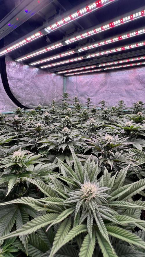 Gorilla Runtz. Week 6