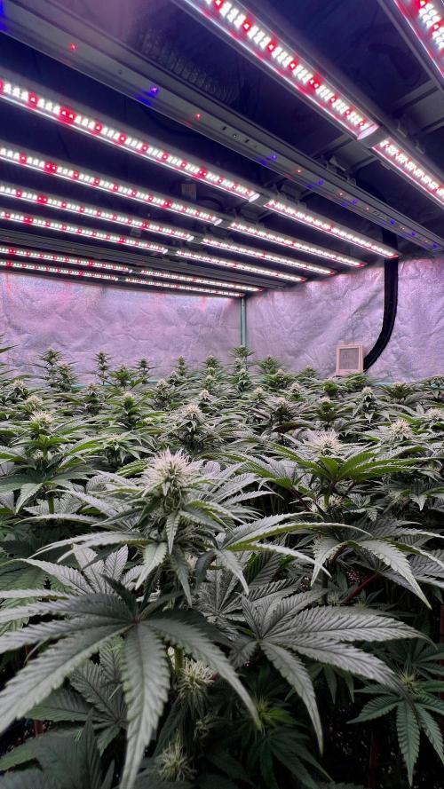 Gorilla Runtz. Week 6