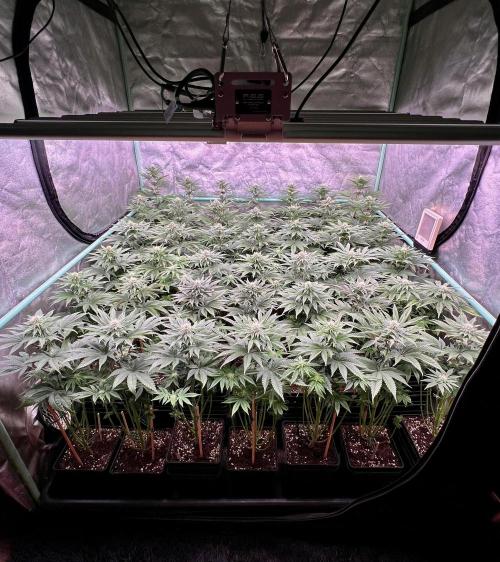Gorilla Runtz. Week 6