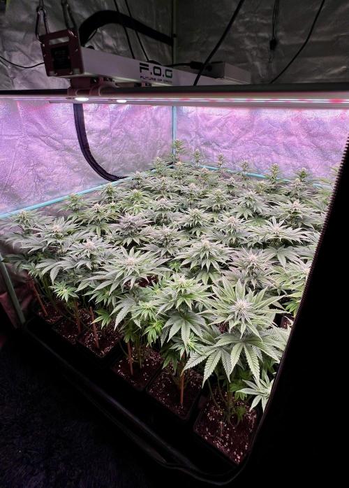 Gorilla Runtz. Week 6