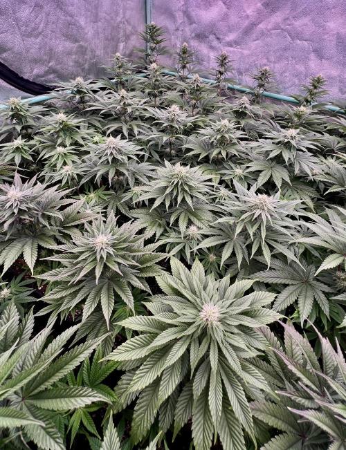Gorilla Runtz. Week 6