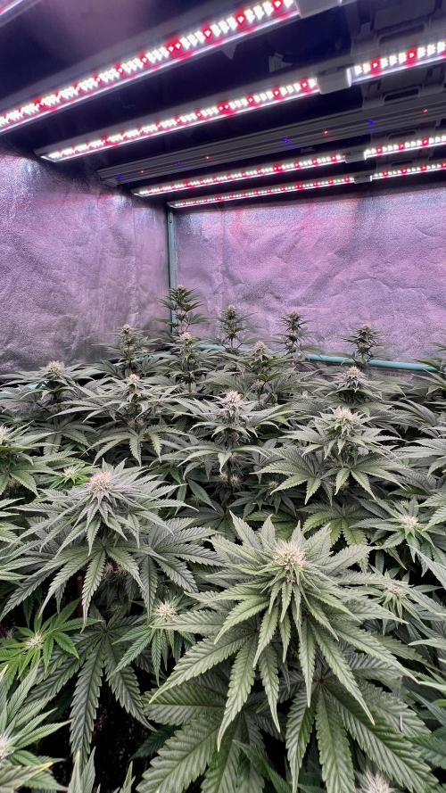 Gorilla Runtz. Week 6