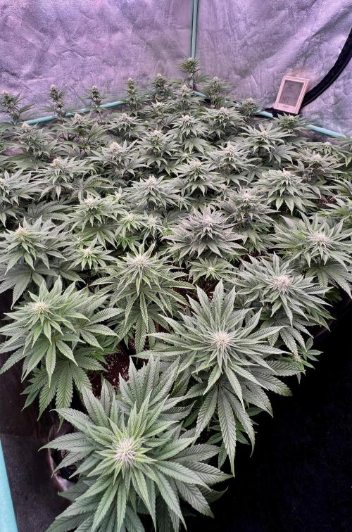 Gorilla Runtz. Week 6