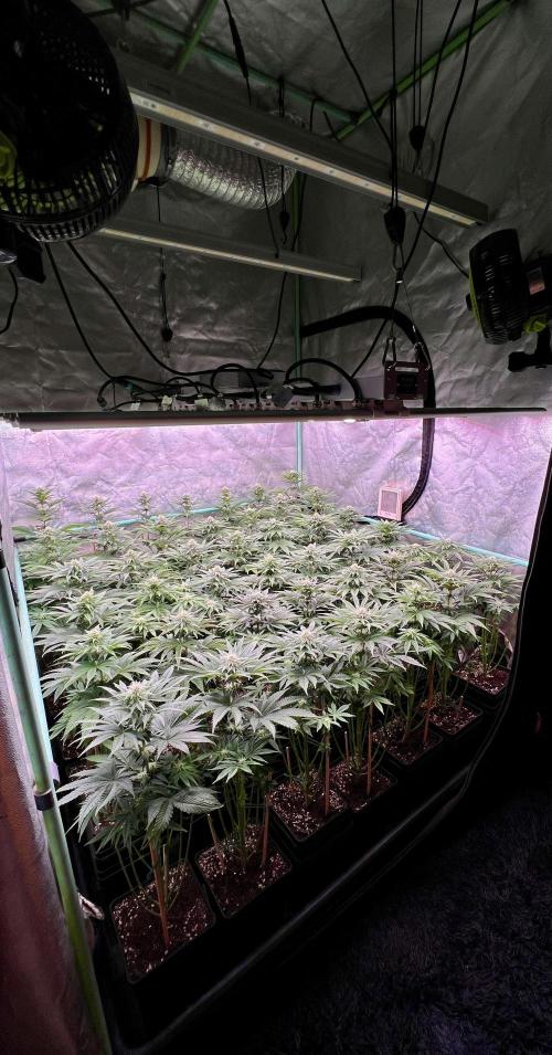 Gorilla Runtz. Week 6