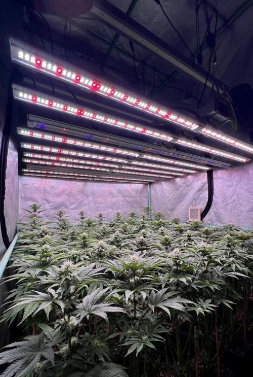 Gorilla Runtz. Week 6