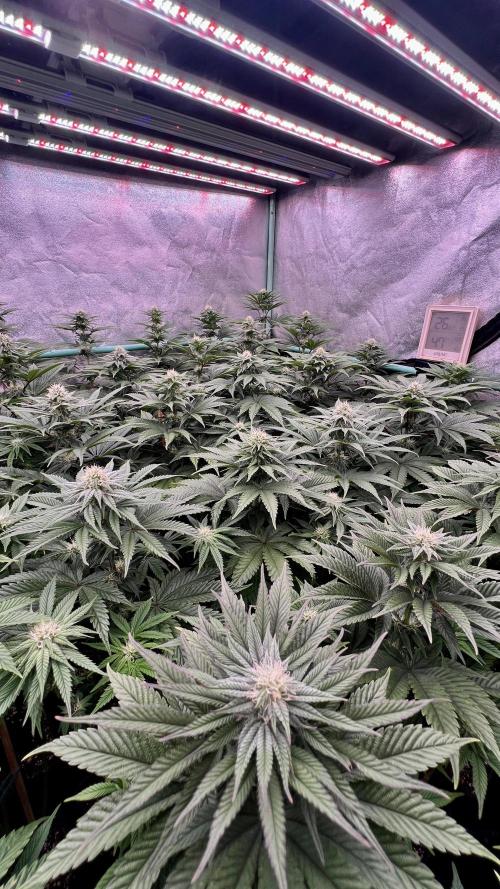 Gorilla Runtz. Week 6