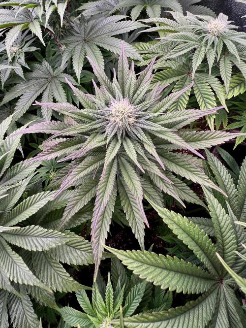 Gorilla Runtz. Week 6