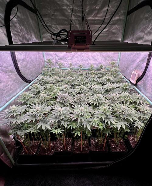 Gorilla Runtz. Week 6