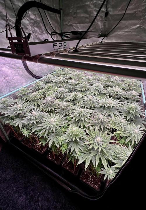 Gorilla Runtz. Week 6