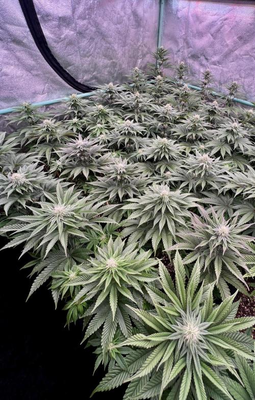 Gorilla Runtz. Week 6