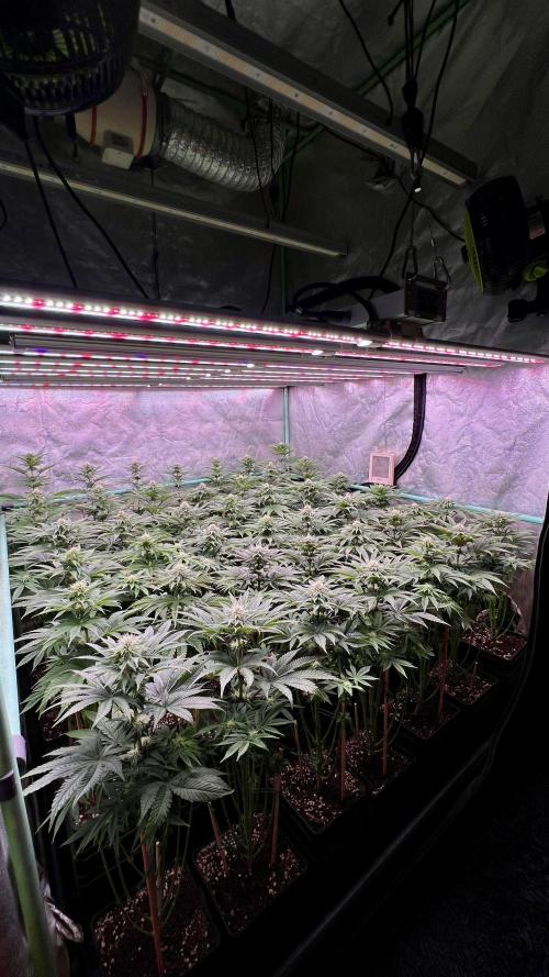Gorilla Runtz. Week 6