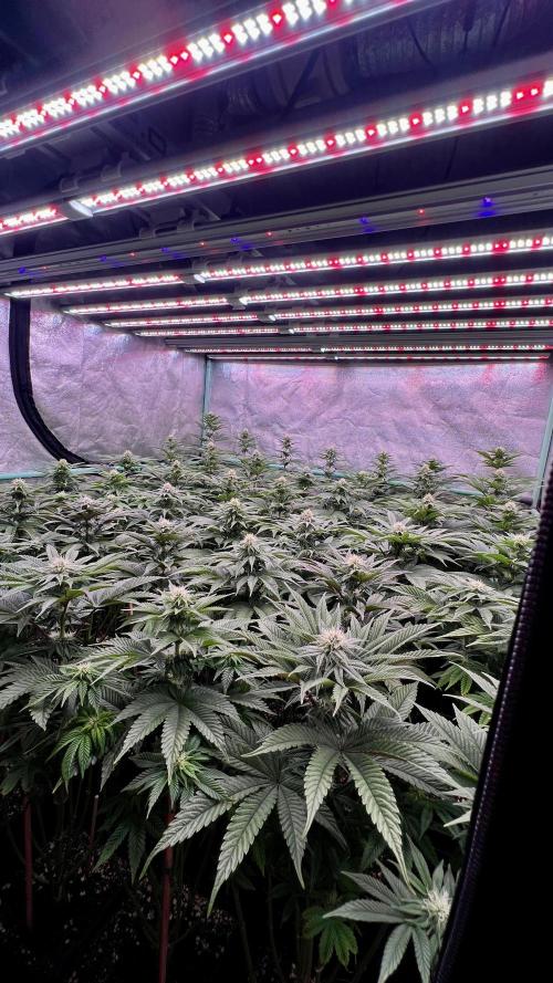 Gorilla Runtz. Week 6