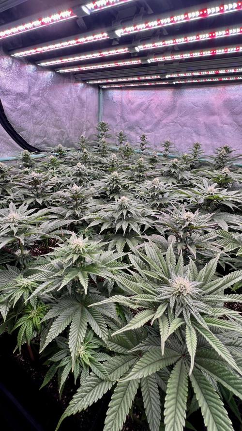Gorilla Runtz. Week 6