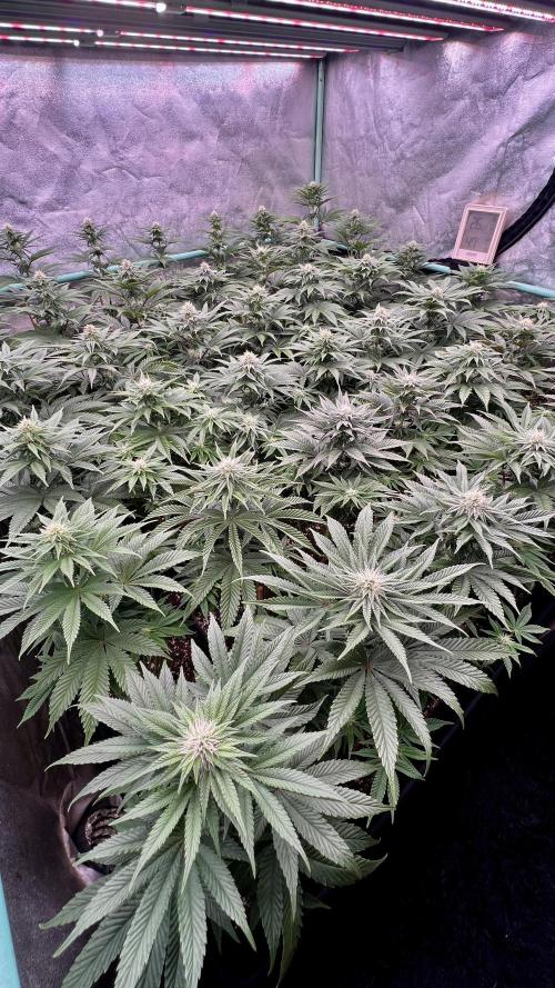Gorilla Runtz. Week 6