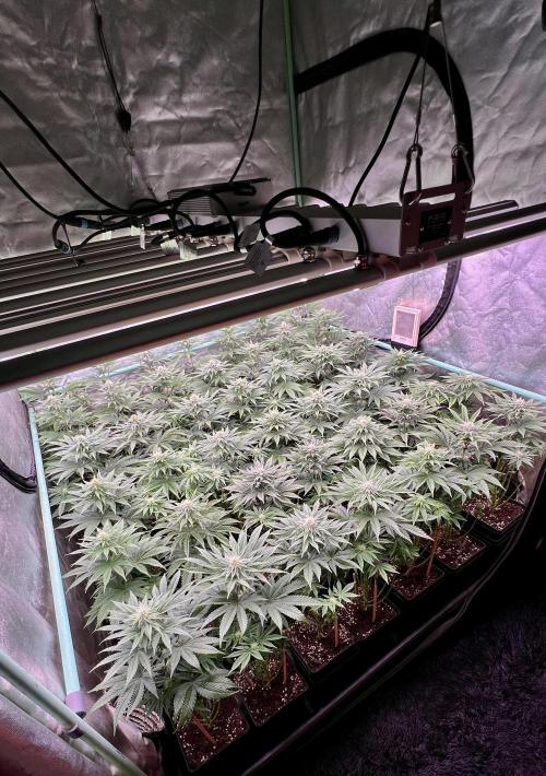 Gorilla Runtz. Week 6
