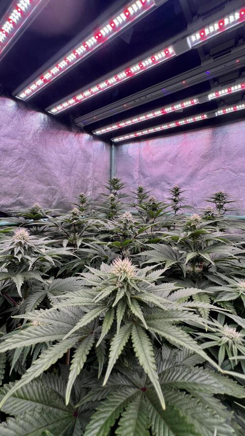 Gorilla Runtz. Week 6