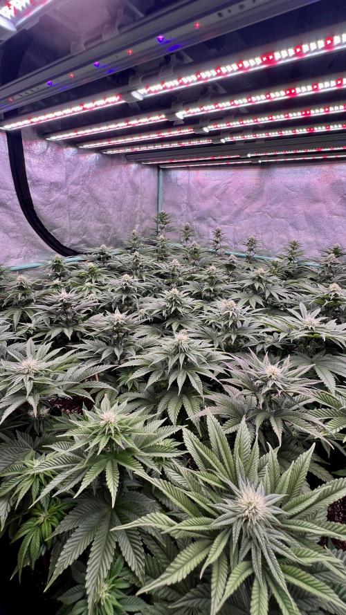 Gorilla Runtz. Week 6