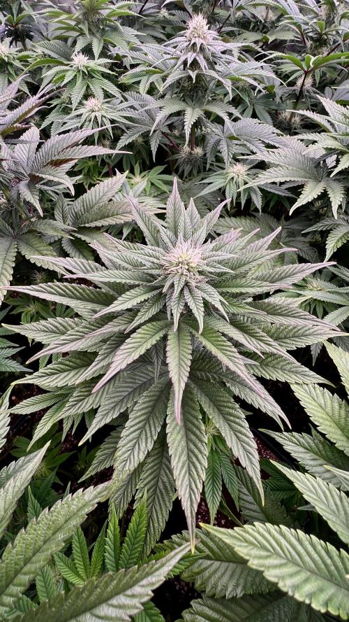 Gorilla Runtz. Week 6