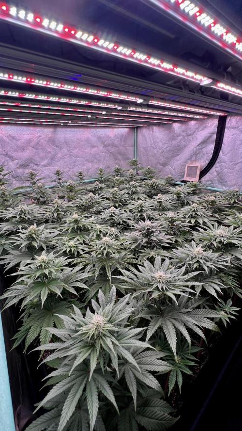 Gorilla Runtz. Week 6