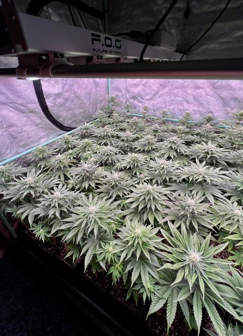 Gorilla Runtz. Week 6