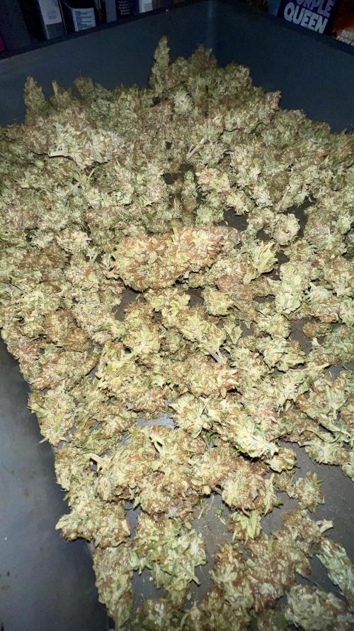 Strawberry Banana. Week 7