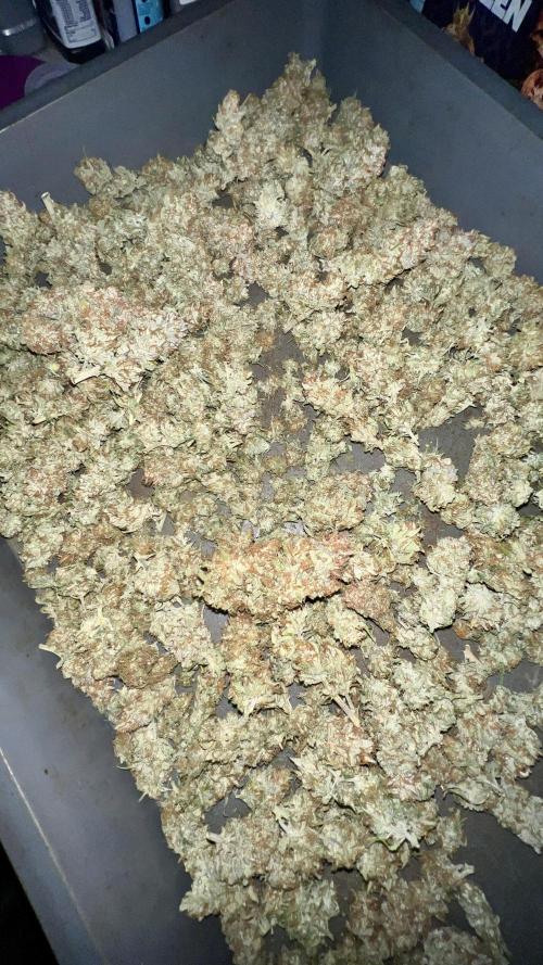 Strawberry Banana. Week 7