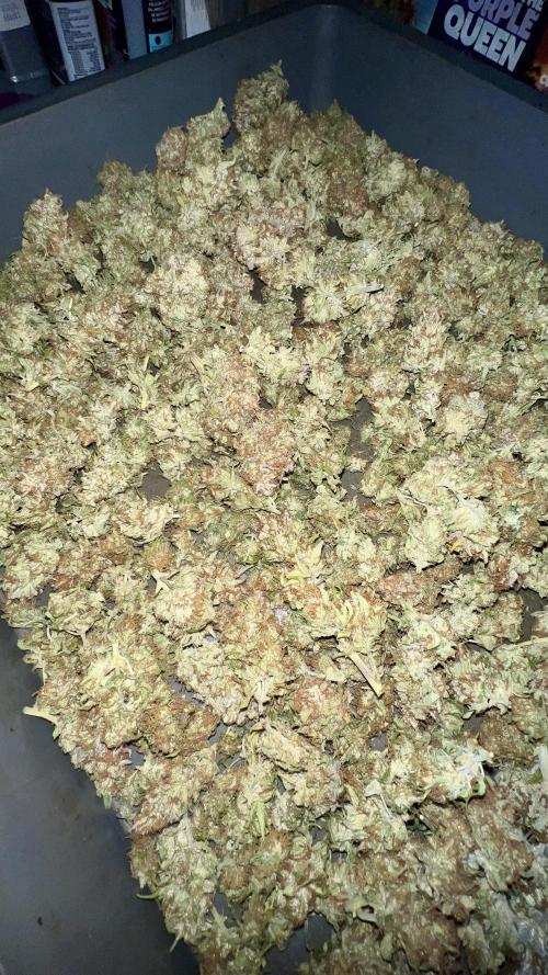 Strawberry Banana. Week 7