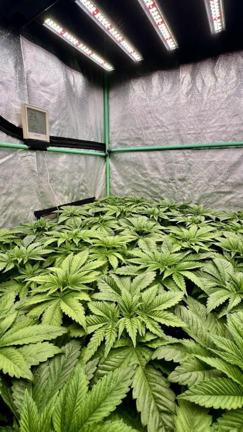 Gold Bar Kush. Week 2
