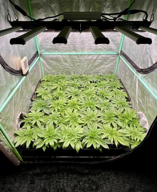 Gold Bar Kush. Week 2