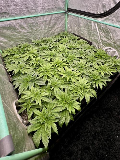 Gold Bar Kush. Week 2