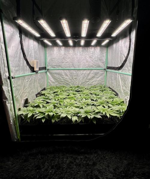 Gold Bar Kush. Week 2