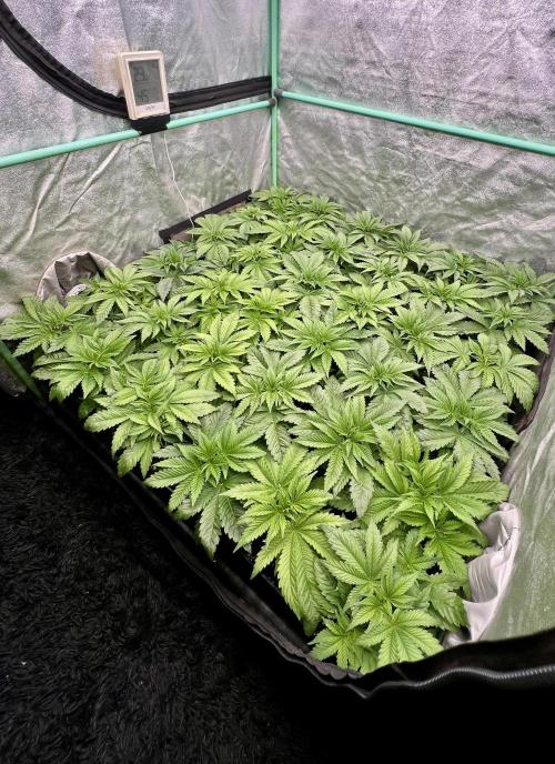 Gold Bar Kush. Week 2