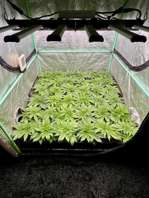 Gold Bar Kush. Week 2