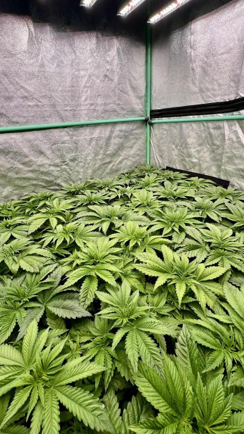 Gold Bar Kush. Week 2