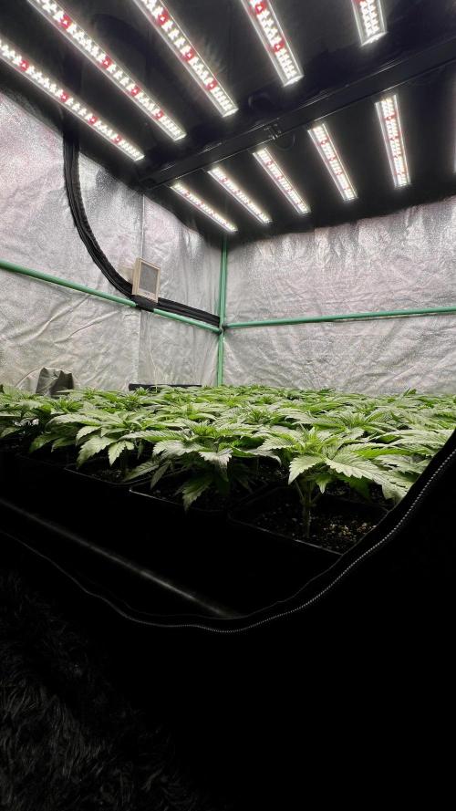 Gold Bar Kush. Week 2