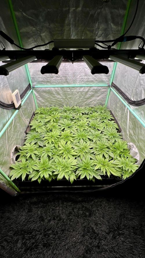 Gold Bar Kush. Week 2
