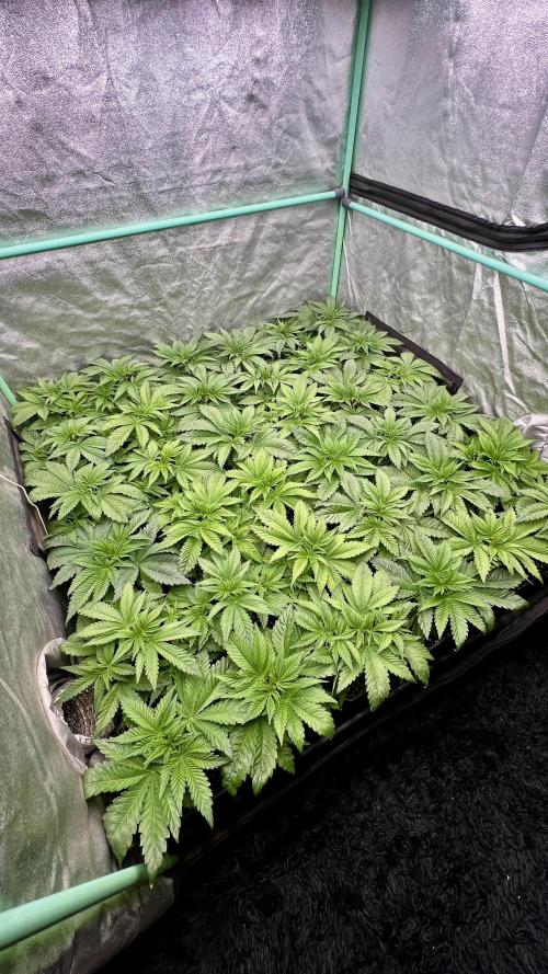 Gold Bar Kush. Week 2