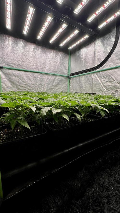 Gold Bar Kush. Week 2