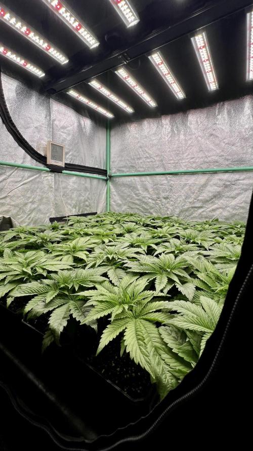 Gold Bar Kush. Week 2