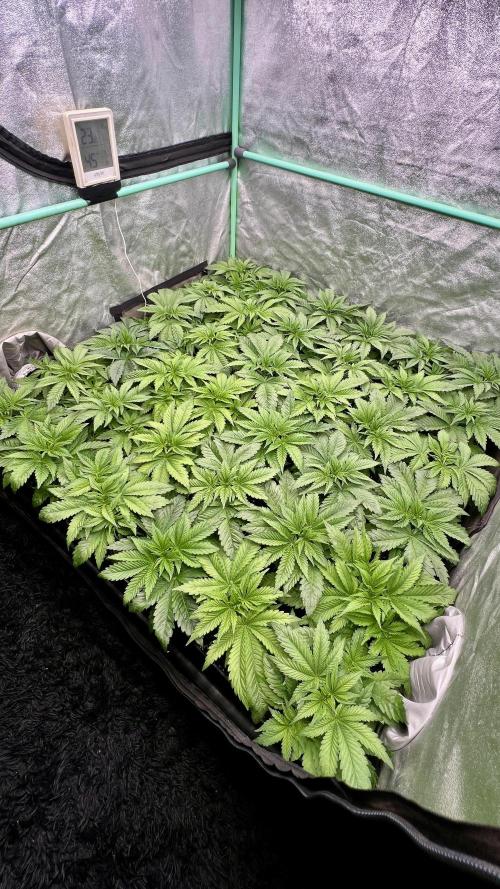 Gold Bar Kush. Week 2