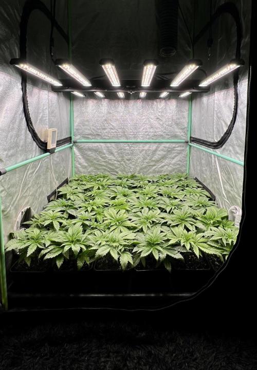 Gold Bar Kush. Week 2