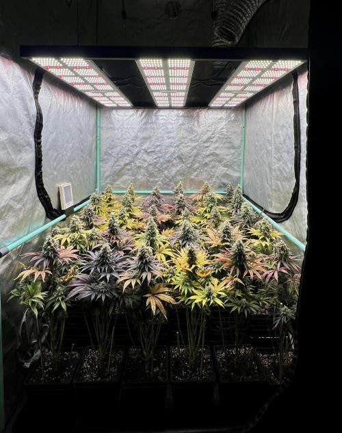 Apple Fritter. Week 11