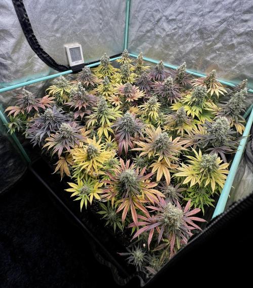 Apple Fritter. Week 11
