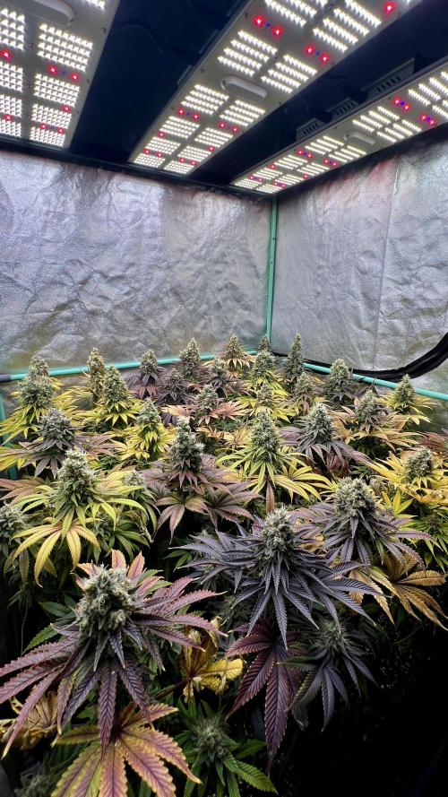 Apple Fritter. Week 11