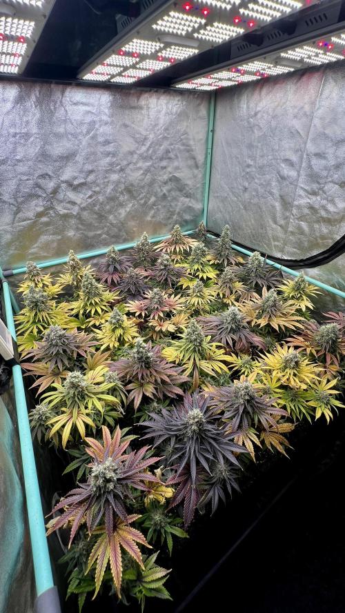 Apple Fritter. Week 11