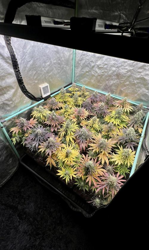 Apple Fritter. Week 11