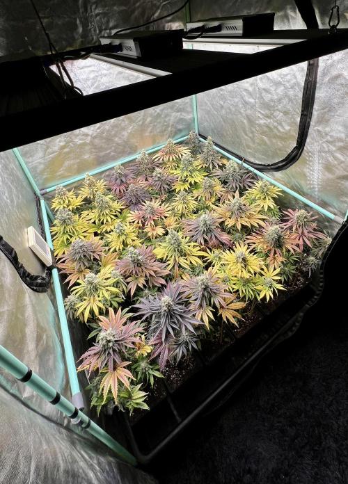 Apple Fritter. Week 11