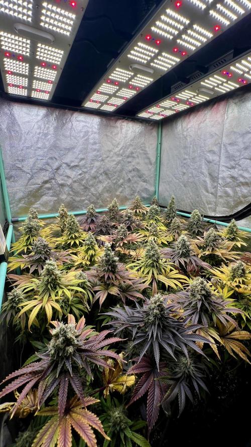 Apple Fritter. Week 11