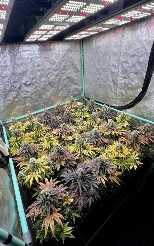 Apple Fritter. Week 11