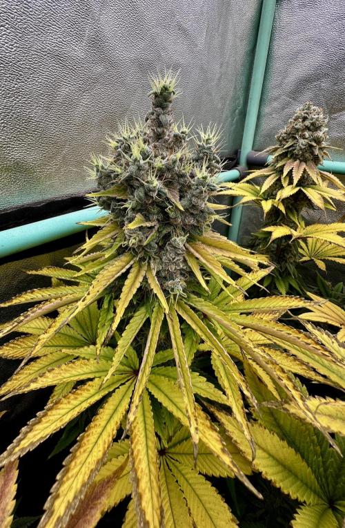 Apple Fritter. Week 11